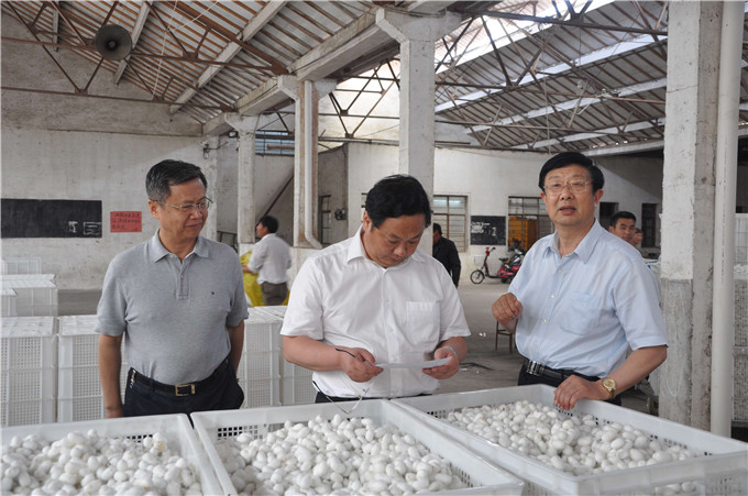 红豆
股份富安茧丝绸公司春茧开秤收购