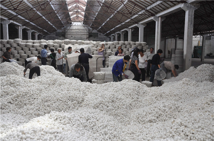 红豆
股份富安茧丝绸公司春茧开秤收购