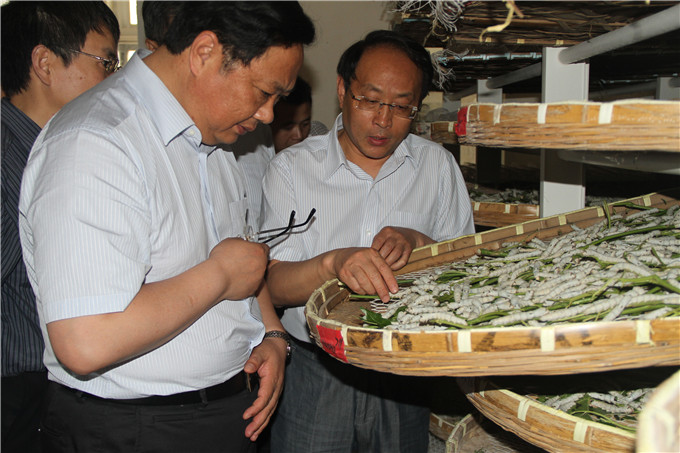 王正喜调研江宁G13地块和红豆
蚕种公司