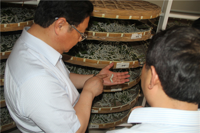 王正喜调研江宁G13地块和红豆
蚕种公司