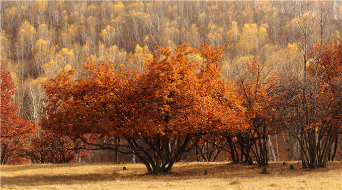 红豆
股份举办“不一样的今秋”摄影作品展